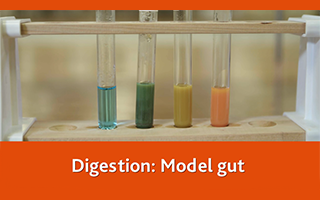 Digestion: Model gut