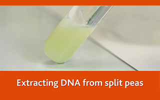 Extracting DNA from split peas