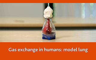 Gas exchange in humans: model lung