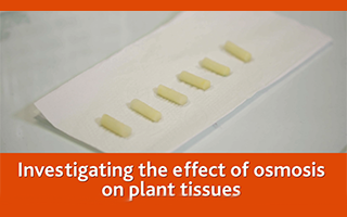 Investigating the effects of osmosis on plant tissues