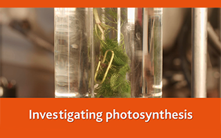 Investigating photosynthesis