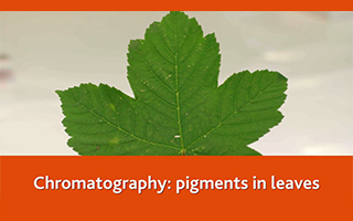 Chromatography: pigments in leaves