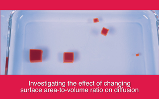 Investigating the effect of changing surface area-to-volume ratio on diffusion