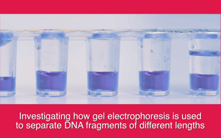 Investigating how gel electrophoresis is used to separate DNA fragments of different lengths