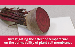 Investigating the effect of temperature on the permeability of plant cell membranes