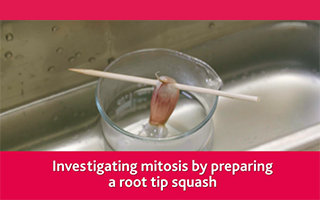 Investigating mitosis by preparing a root tip squash