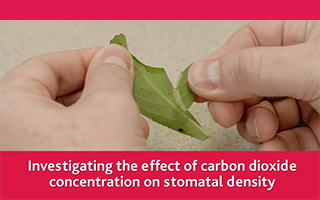 Investigating the effect of carbon dioxide concentration on stomatal density