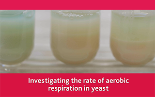 Investigating the rate of aerobic respiration in yeast